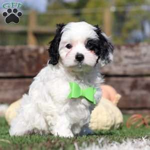 Cody, Cavapoo Puppy