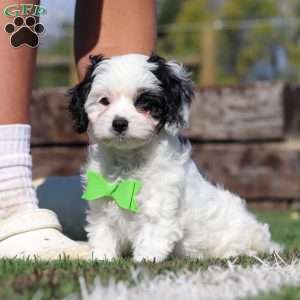 Cody, Cavapoo Puppy