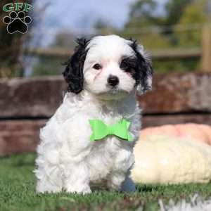 Cody, Cavapoo Puppy