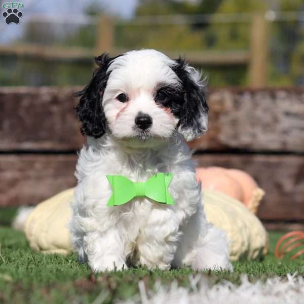 Cody, Cavapoo Puppy