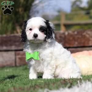 Cody, Cavapoo Puppy
