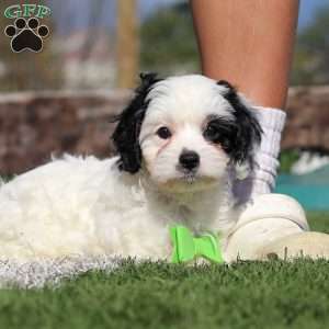 Cody, Cavapoo Puppy