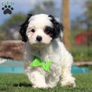 Cody, Cavapoo Puppy