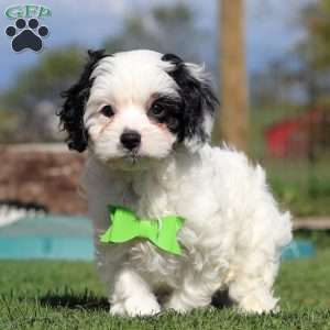 Cody, Cavapoo Puppy