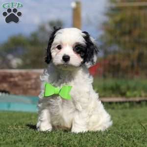 Cody, Cavapoo Puppy