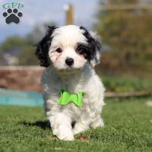 Cody, Cavapoo Puppy
