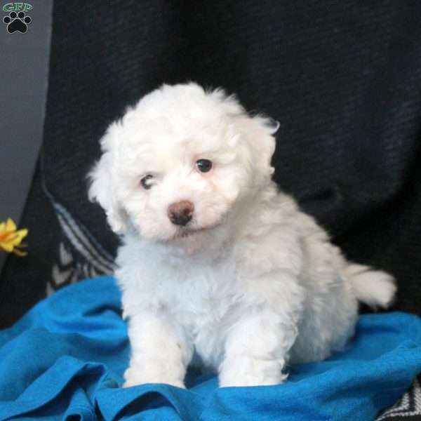 Cody, Bichon Frise Puppy