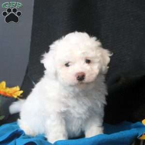 Cody, Bichon Frise Puppy