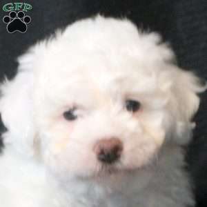Cody, Bichon Frise Puppy