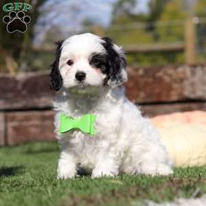 Cody, Cavapoo Puppy