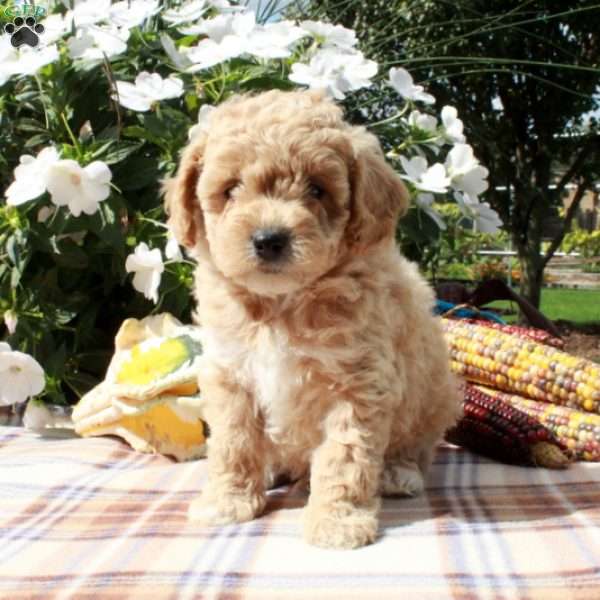 Colby, Cavapoo Puppy