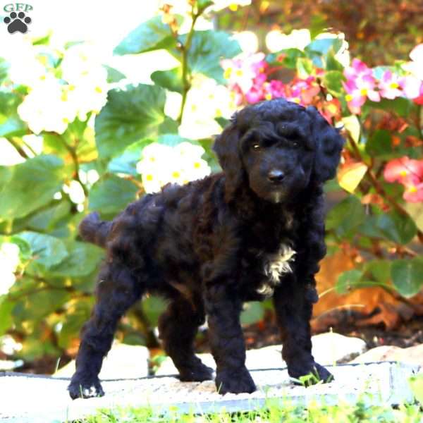 Colby, Miniature Poodle Puppy