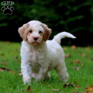 Colby, Goldendoodle Puppy