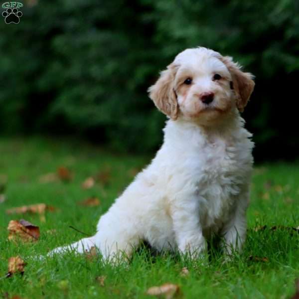 Colby, Goldendoodle Puppy