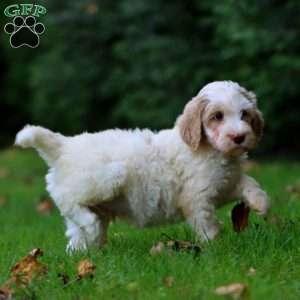 Colby, Goldendoodle Puppy