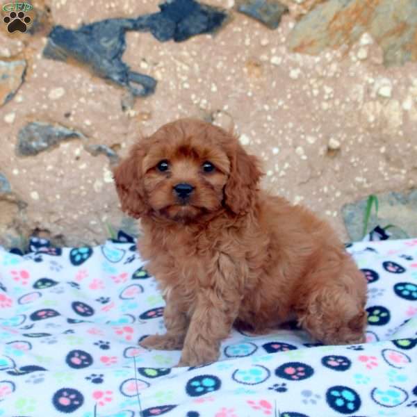 Colton, Cavapoo Puppy