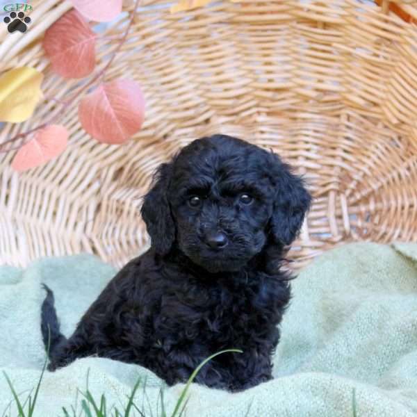 Colton, Mini Goldendoodle Puppy
