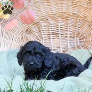 Colton, Mini Goldendoodle Puppy