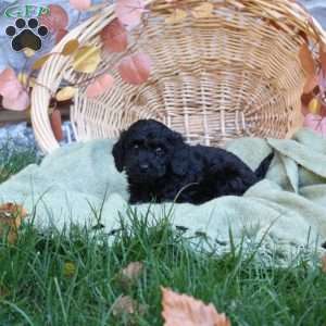 Colton, Mini Goldendoodle Puppy