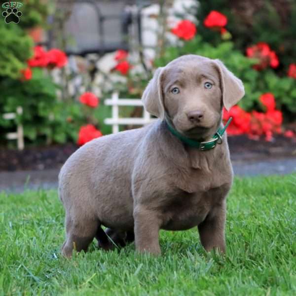 Colton, Silver Labrador Retriever Puppy