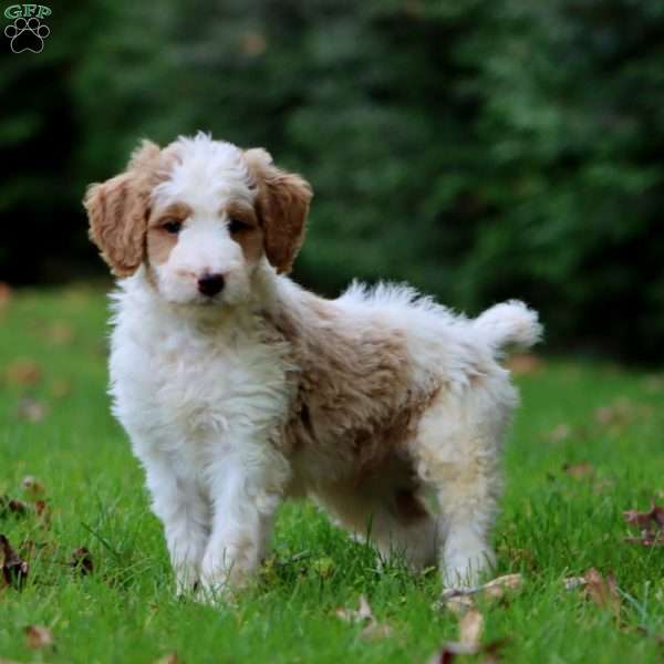 Colton, Goldendoodle Puppy