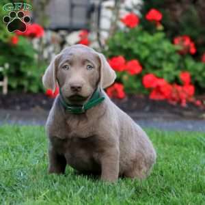 Colton, Silver Labrador Retriever Puppy