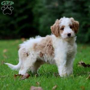 Colton, Goldendoodle Puppy