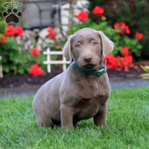 Colton, Silver Labrador Retriever Puppy