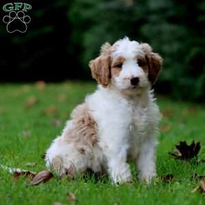 Colton, Goldendoodle Puppy