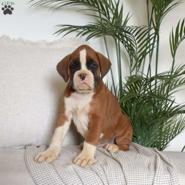 Commander, Boxer Puppy