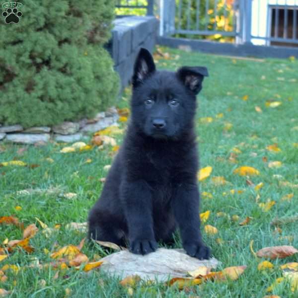 Commander, German Shepherd Puppy