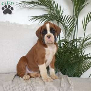 Commander, Boxer Puppy