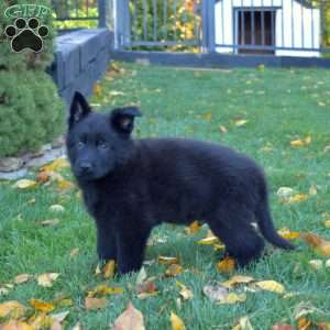 Commander, German Shepherd Puppy