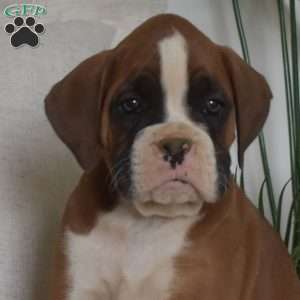 Commander, Boxer Puppy