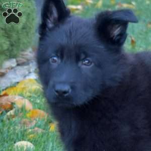 Commander, German Shepherd Puppy