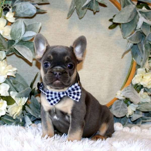 Commander, French Bulldog Puppy