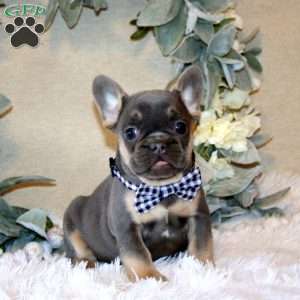 Commander, French Bulldog Puppy