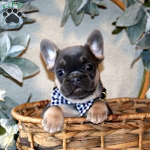 Commander, French Bulldog Puppy