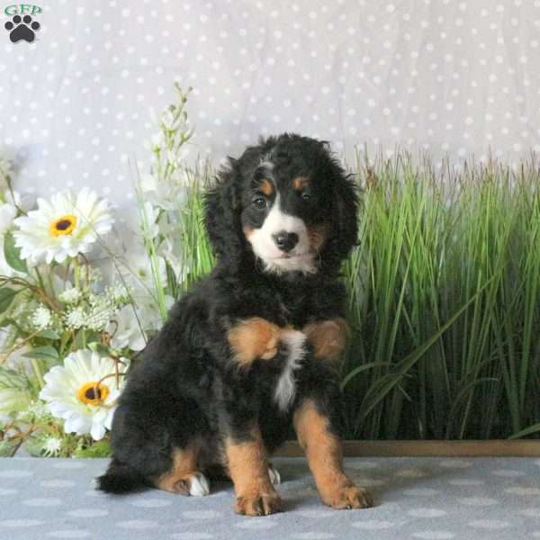 Connie, Mini Bernedoodle Puppy