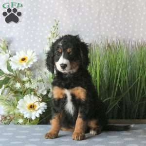 Connie, Mini Bernedoodle Puppy