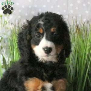 Connie, Mini Bernedoodle Puppy