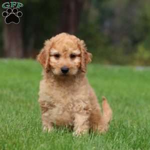 Connor, Mini Goldendoodle Puppy