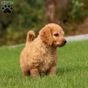 Connor, Mini Goldendoodle Puppy