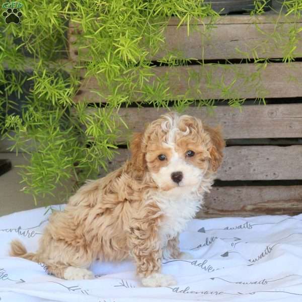 Cookie, Bich-Poo Puppy