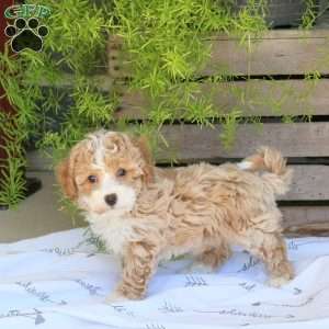 Cookie, Bich-Poo Puppy