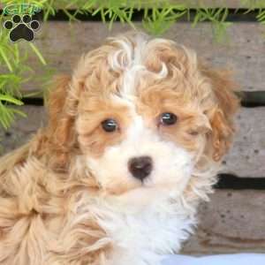 Cookie, Bich-Poo Puppy
