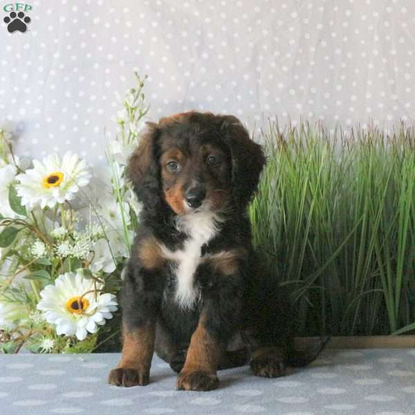Cooper, Mini Bernedoodle Puppy