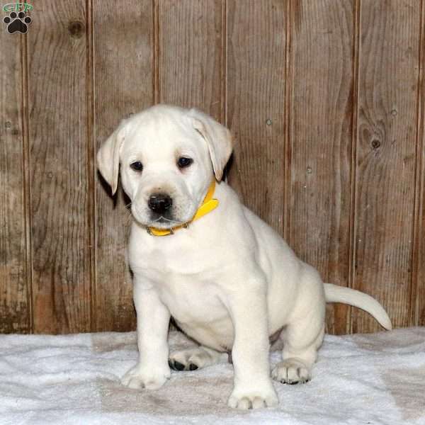 Cooper, Yellow Labrador Retriever Puppy