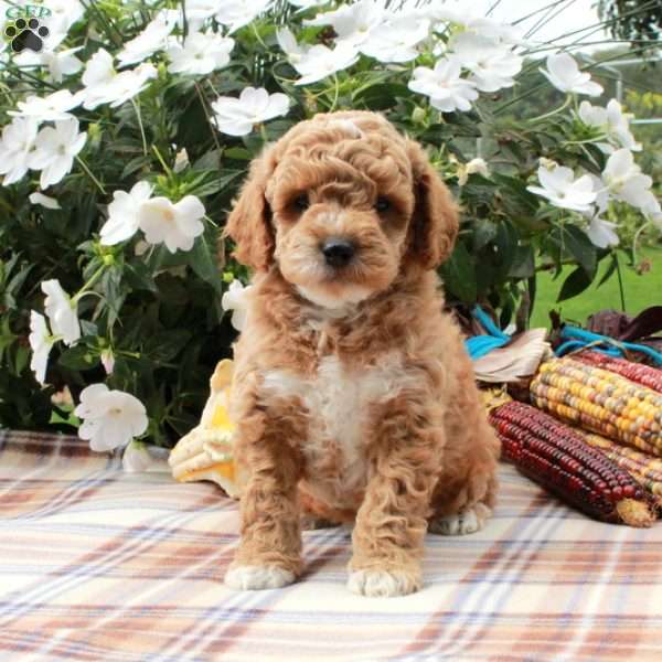 Cooper, Cavapoo Puppy