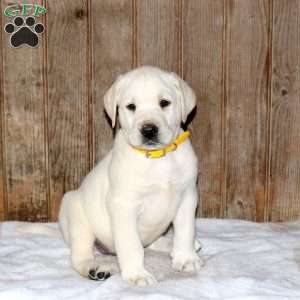Cooper, Yellow Labrador Retriever Puppy